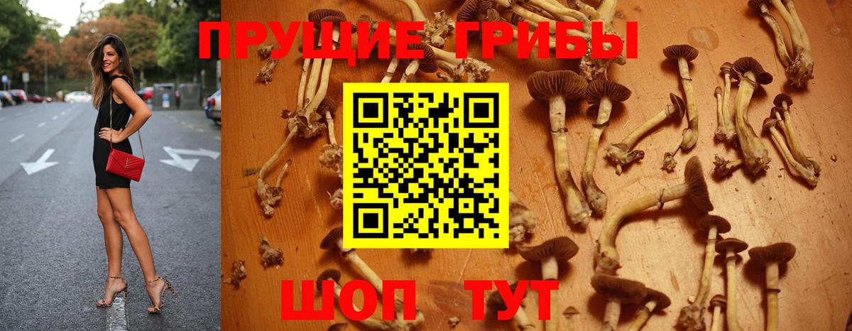 Псилоцибиновые грибы GOLDEN TEACHER  Вход с VPN  Кизилюрт 
